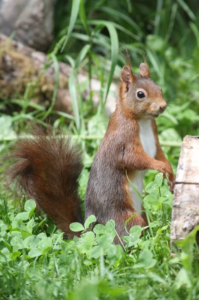 Orava Eläin Hauska Jyrsijä — kuvapankkivalokuva