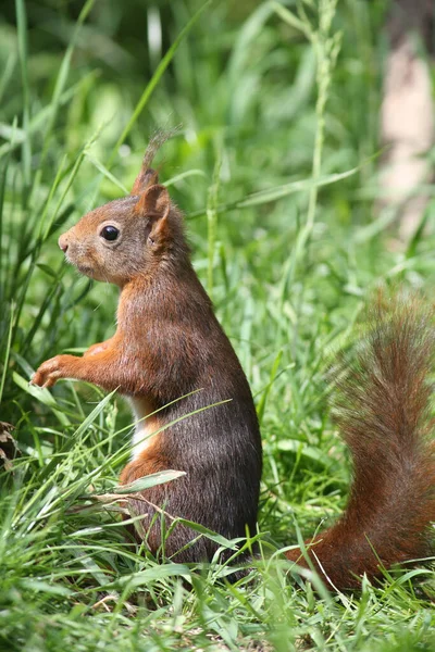 Squirrel Animal Funny Rodent — Stock Photo, Image