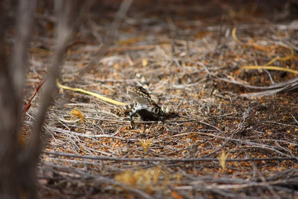 Formigas Chão — Fotografia de Stock