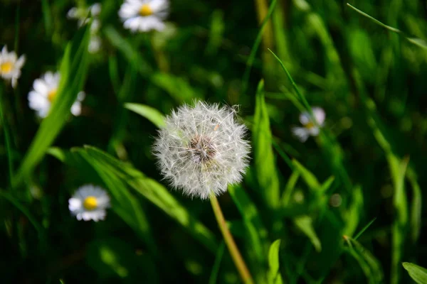 美しい花 花のコンセプトの背景 — ストック写真