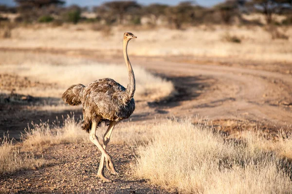 Vogel Het Wild Van Afrika — Stockfoto