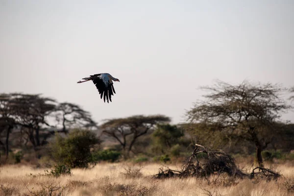 Птица Диких Условиях Африки — стоковое фото