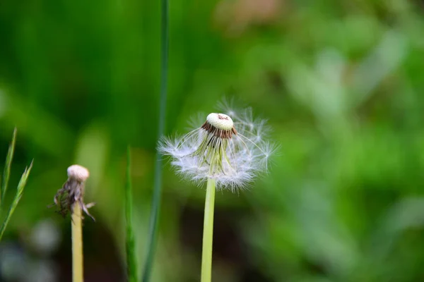 草の上のタンポポの種 — ストック写真