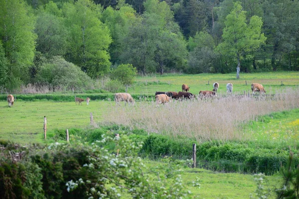 Cows Cows Pasture — стоковое фото