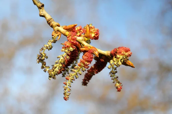 Pollen Alder Causing Allergy — Stock Photo, Image