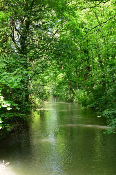 Spring Mood Forest — Stock Photo, Image