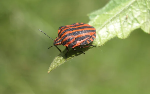 Close Bug Natureza Selvagem — Fotografia de Stock