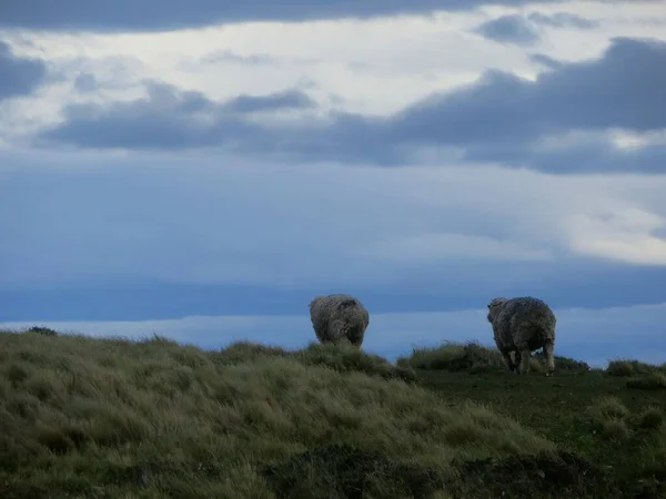 Sheep Mountains — Stock Photo, Image