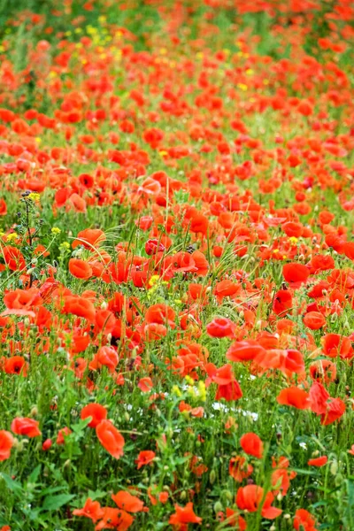 Campo Con Chismes Amapola Flor Roja Prado — Foto de Stock