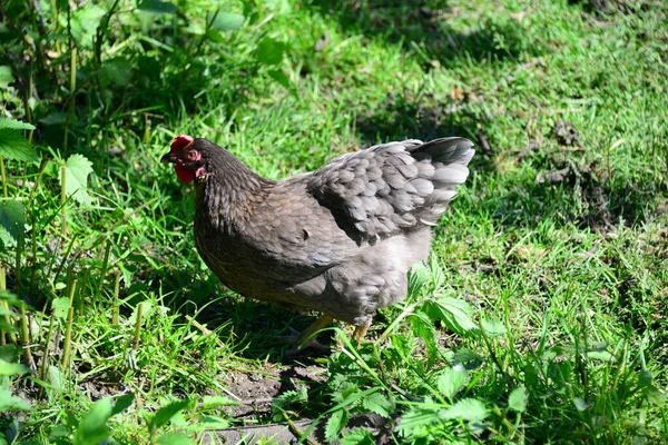 Poulet Rooster Sur Meadow — Photo