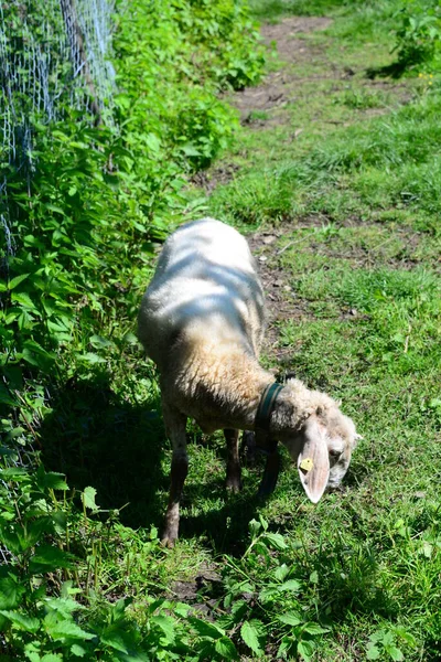 Grassing Sheep Dem Pasture — Stockfoto
