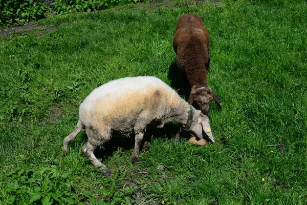 牧草地に羊を放牧 — ストック写真