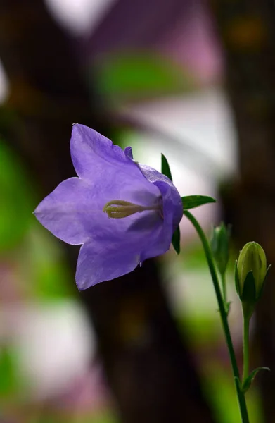 夏の花びらや植物 — ストック写真