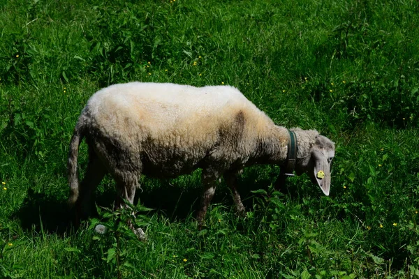 Grassing Sheep Dem Pasture — Stockfoto