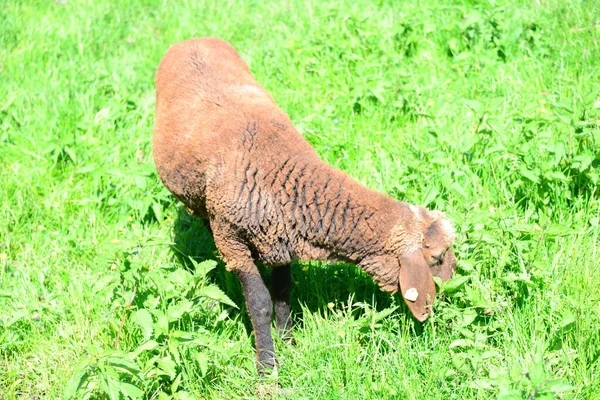 Grassaggio Della Pastura — Foto Stock