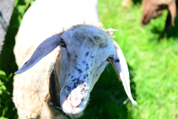 Grassing Sheep Pasture — Stock Photo, Image