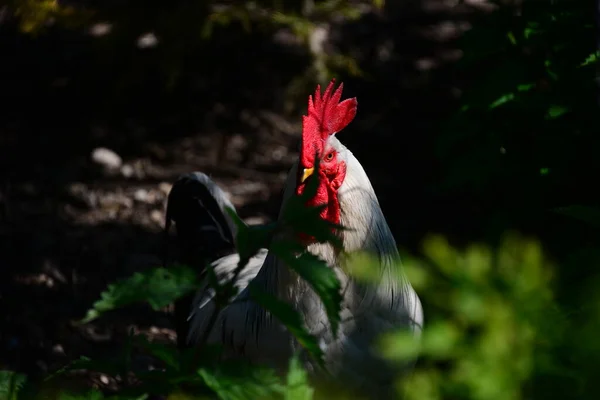 Rooster Chicken Sobre Medida — Fotografia de Stock