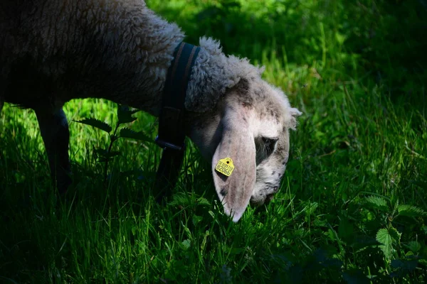 Grassing Sheep Pasture — Stock Photo, Image