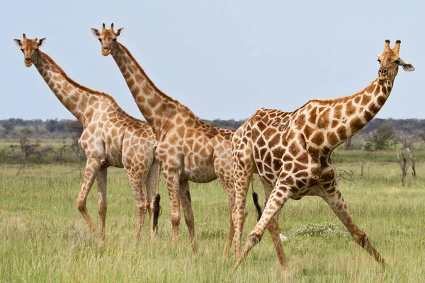 Жираф Тварина Дика Природа Фауна Природи — стокове фото