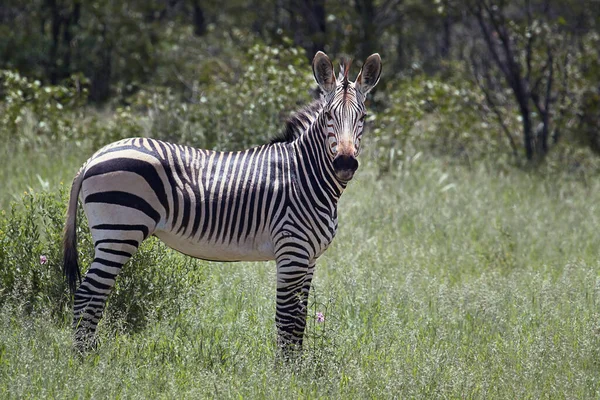 Cebra Blanca Negra — Foto de Stock