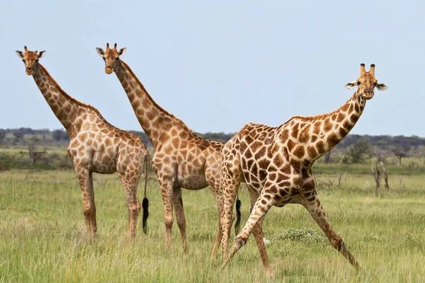 Giraffe Dier Het Wild Natuur Fauna — Stockfoto