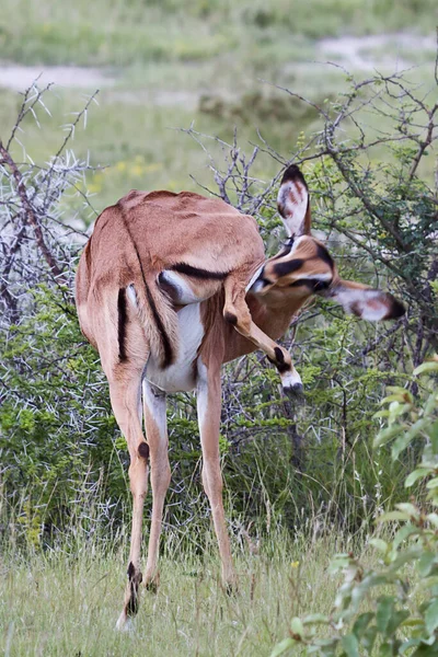 Dois Jovens Macho Fêmea Impala Parque Nacional Kruger África Sul — Fotografia de Stock