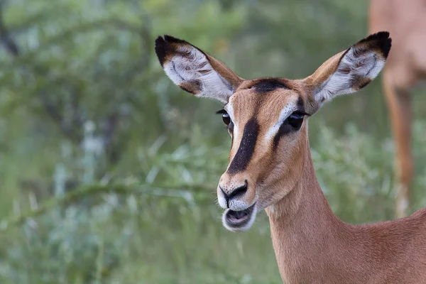 Cerca Una Impala Femenina Parque Nacional Kruger —  Fotos de Stock