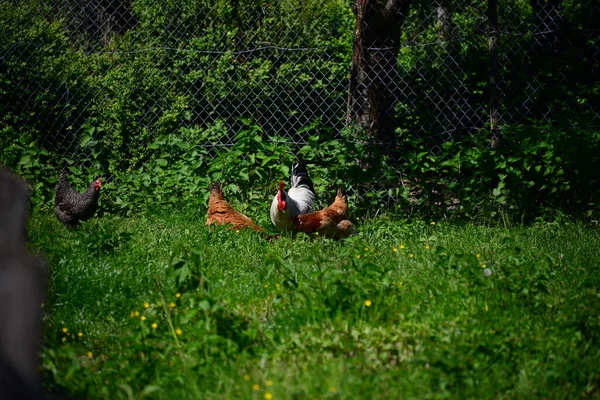 Chicken Rooster Meadow — Foto de Stock