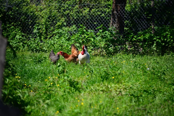 Kicken Rooster Meadow — Stockfoto