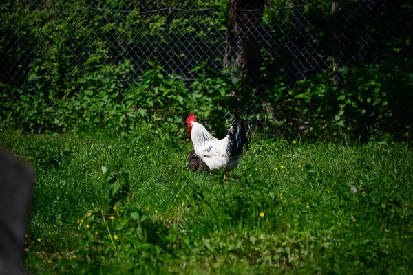 Kicken Rooster Meadow — Stockfoto