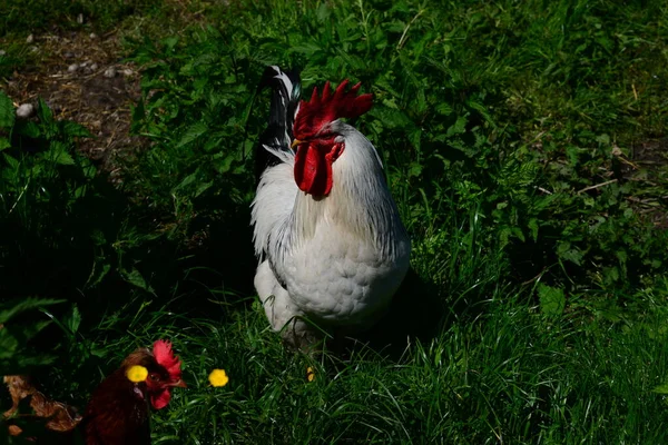 Chicken Pokoj Madow — Stock fotografie