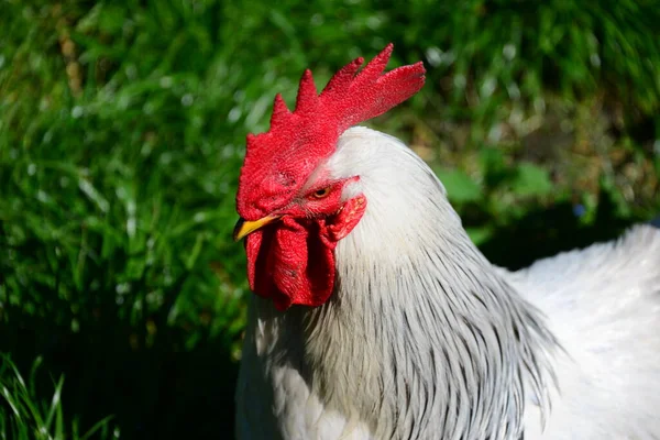 Chicken Rooster Auf Dem Meadow — Stockfoto