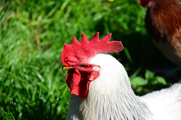 Chicken Rooster Sobre Medida — Fotografia de Stock