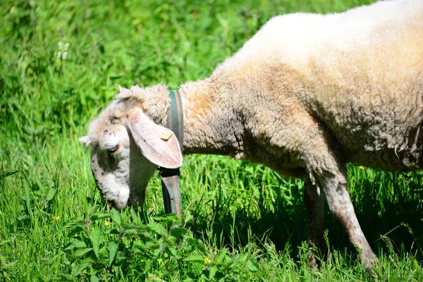 Grassing Sheep Pasture Bavaria — Stock Photo, Image