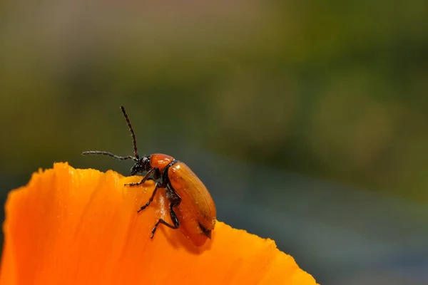 花弁に橙色の甲虫 — ストック写真