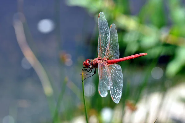 Odonata Libelleninsekt Flora Und Fauna — Stockfoto