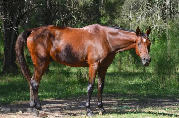 Shiraz Bosque — Foto de Stock