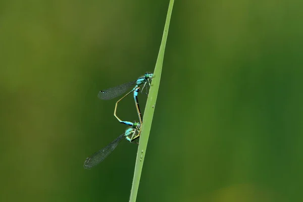 Odonata Стрекоза Насекомое Флора Фауна — стоковое фото