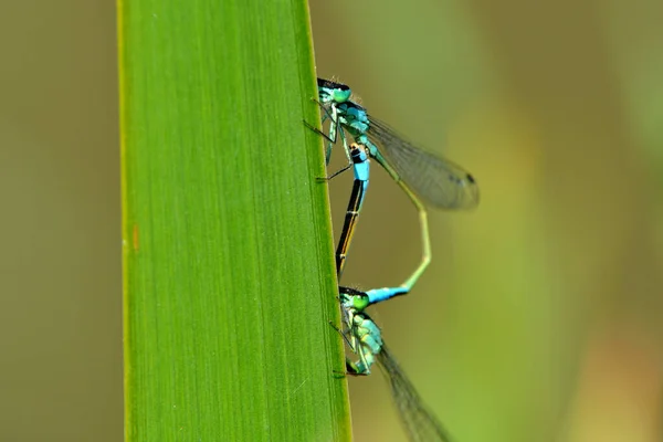 Odonata Dragonfly Insect Flora Fauna — Stock Photo, Image