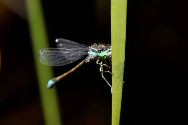 Odonata Inseto Libélula Flora Fauna — Fotografia de Stock