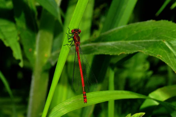 Odonata 잠자리 식물상 동물상 — 스톡 사진