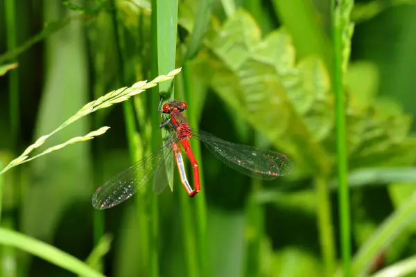 Odonata Стрекоза Насекомое Флора Фауна — стоковое фото