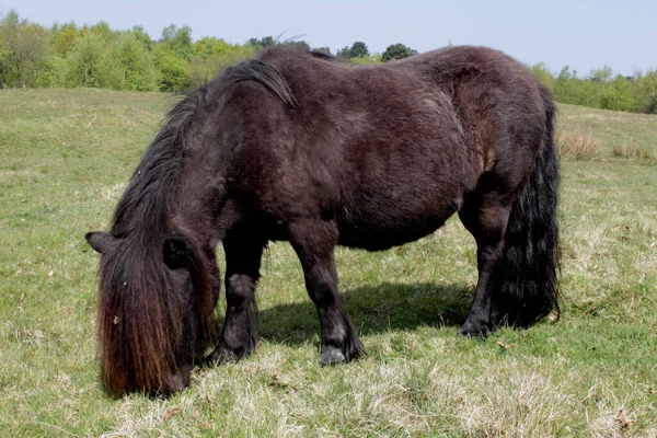 Cavalo Selvagem Países Baixos — Fotografia de Stock