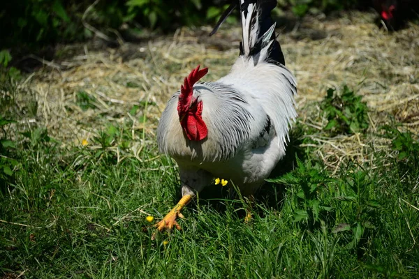 Κοτόπουλο Rooster Hen Στο Meadow — Φωτογραφία Αρχείου