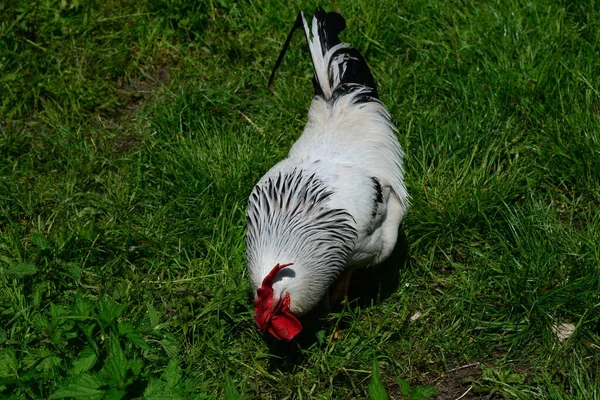 Chicken Rooster Hen Sobre Meadow —  Fotos de Stock