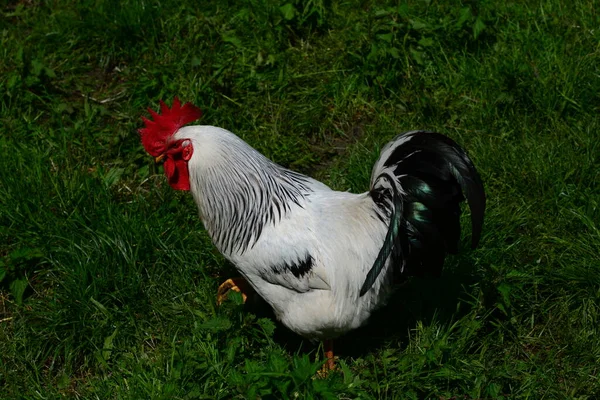 Chicken Rooster Hen Sobre Meadow — Fotografia de Stock