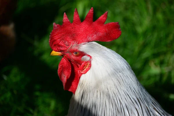 Chicken Rooster Hen Sobre Meadow — Fotografia de Stock