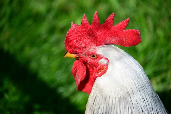 Poulet Rooster Hen Sur Meadow — Photo