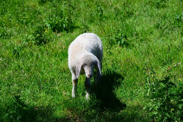 Schafe Weiden Auf Der Weide — Stockfoto