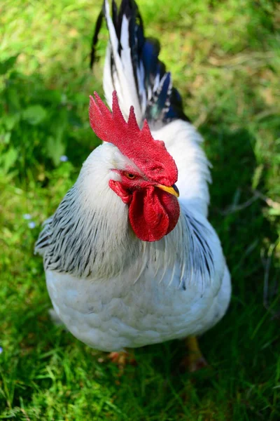 Pollo Stalla Gallina Sulla Carne — Foto Stock